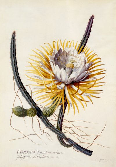 Cereus, yön kuningatar, n. 1744 (käsinvärinen kaiverrus) tekijältä Georg Dionysius Ehret